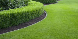 Hedge Trimming